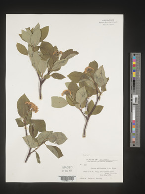 Image Associated With the Occurence