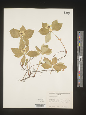 Cornus canadensis image