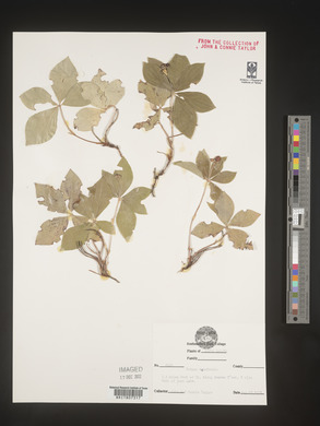 Cornus canadensis image