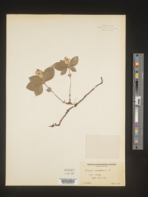 Cornus canadensis image