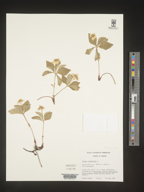 Cornus canadensis image