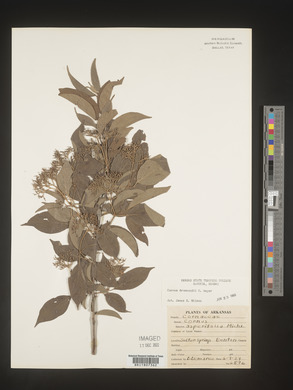 Cornus drummondii image