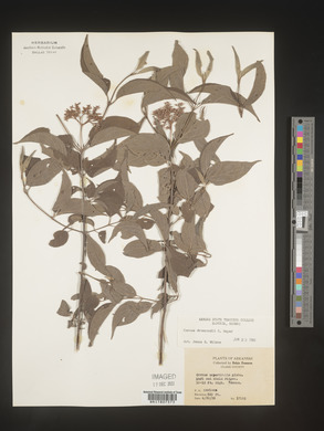 Cornus drummondii image