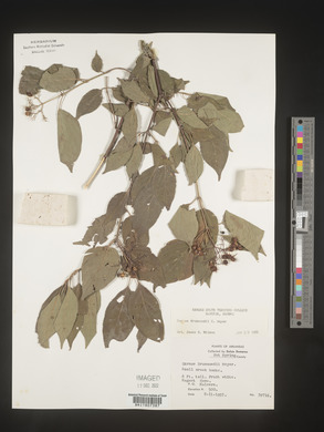 Cornus drummondii image