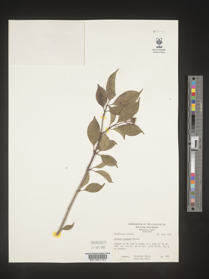 Cornus foemina image