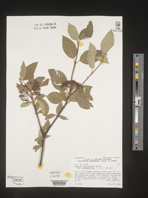 Cornus sericea subsp. sericea image