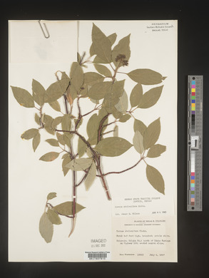 Cornus sericea subsp. sericea image