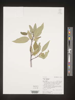 Image Associated With the Occurence