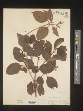 Image Associated With the Occurence