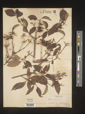 Image Associated With the Occurence