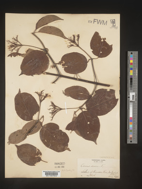 Image Associated With the Occurence