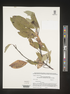 Image Associated With the Occurence