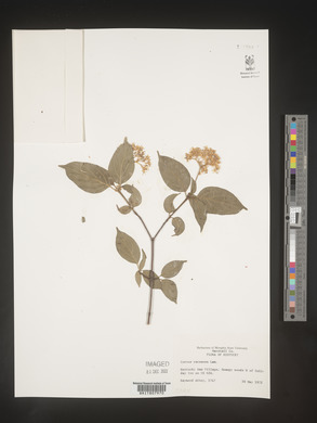 Cornus racemosa image