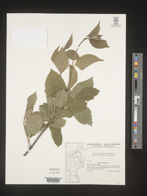 Image Associated With the Occurence