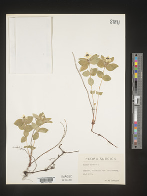 Image Associated With the Occurence