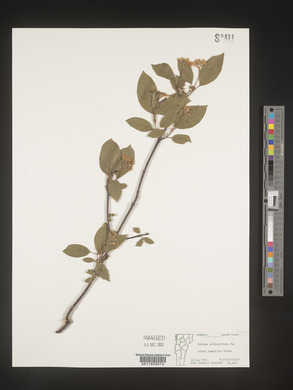 Cornus sericea subsp. sericea image