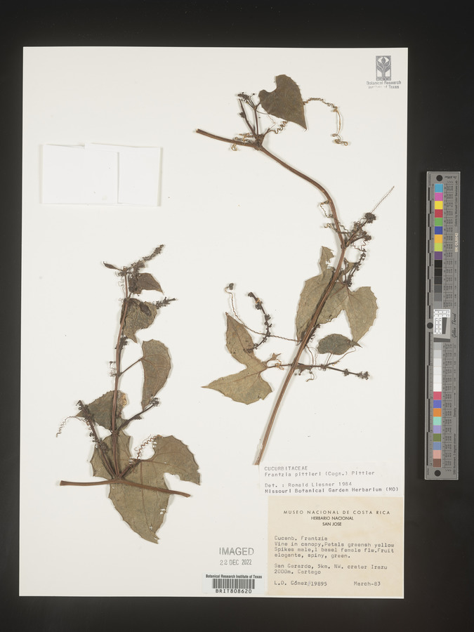 Frantzia image