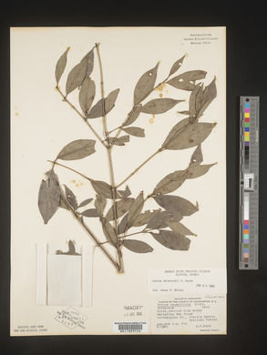 Cornus drummondii image