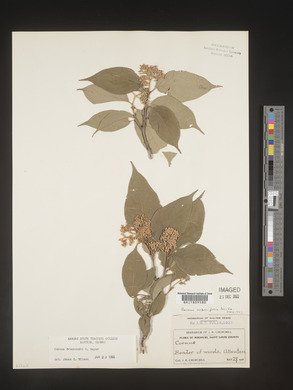 Cornus drummondii image