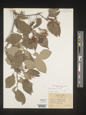 Cornus drummondii image