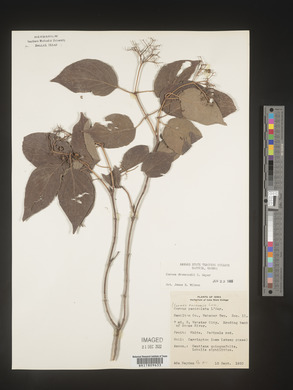 Cornus drummondii image