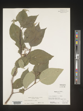 Cornus drummondii image