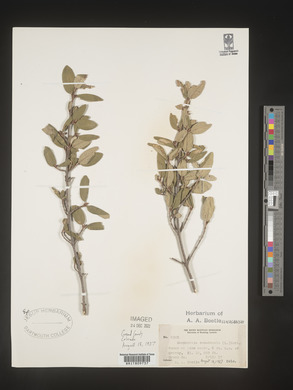 Shepherdia canadensis image