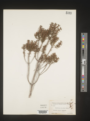 Ceratiola ericoides image