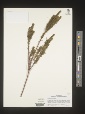 Ceratiola ericoides image