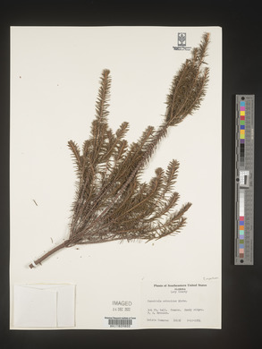 Ceratiola ericoides image