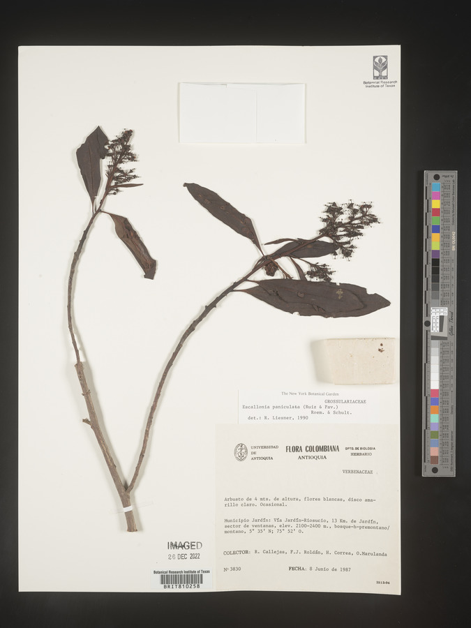 Escallonia paniculata image