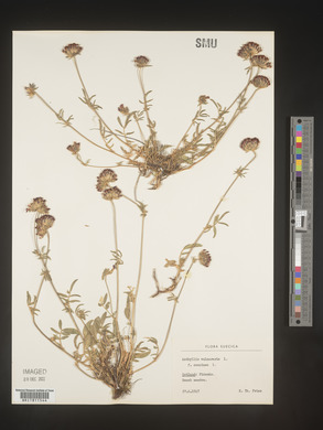Anthyllis vulneraria image
