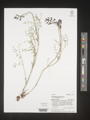 Astragalus cottonii image