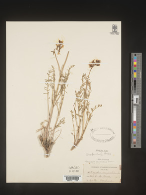 Astragalus convallarius image