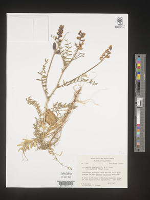 Astragalus douglasii image