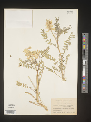 Astragalus crassicarpus var. trichocalyx image