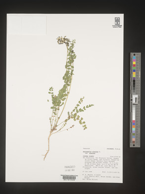 Astragalus alpinus image