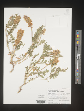 Astragalus canadensis image