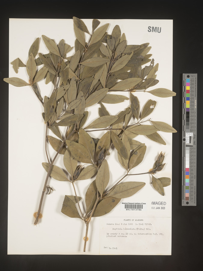 Baptisia lanceolata image