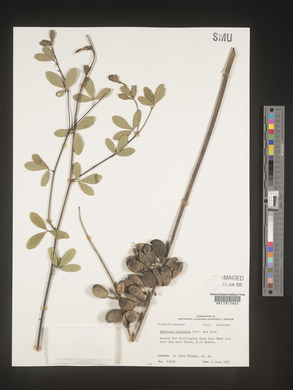 Baptisia alba var. macrophylla image