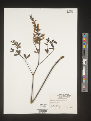 Baptisia alba image