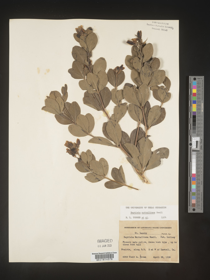 Baptisia nuttalliana image