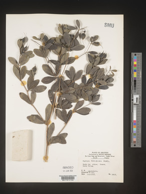 Baptisia nuttalliana image