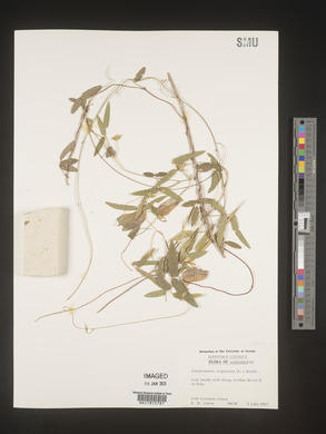 Centrosema virginianum image