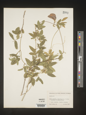Centrosema virginianum image