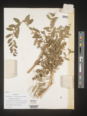 Astragalus canadensis image