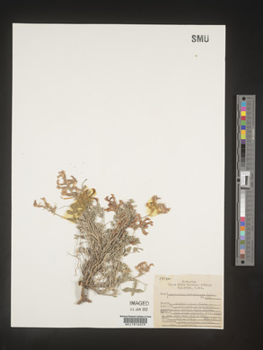 Astragalus crassicarpus image