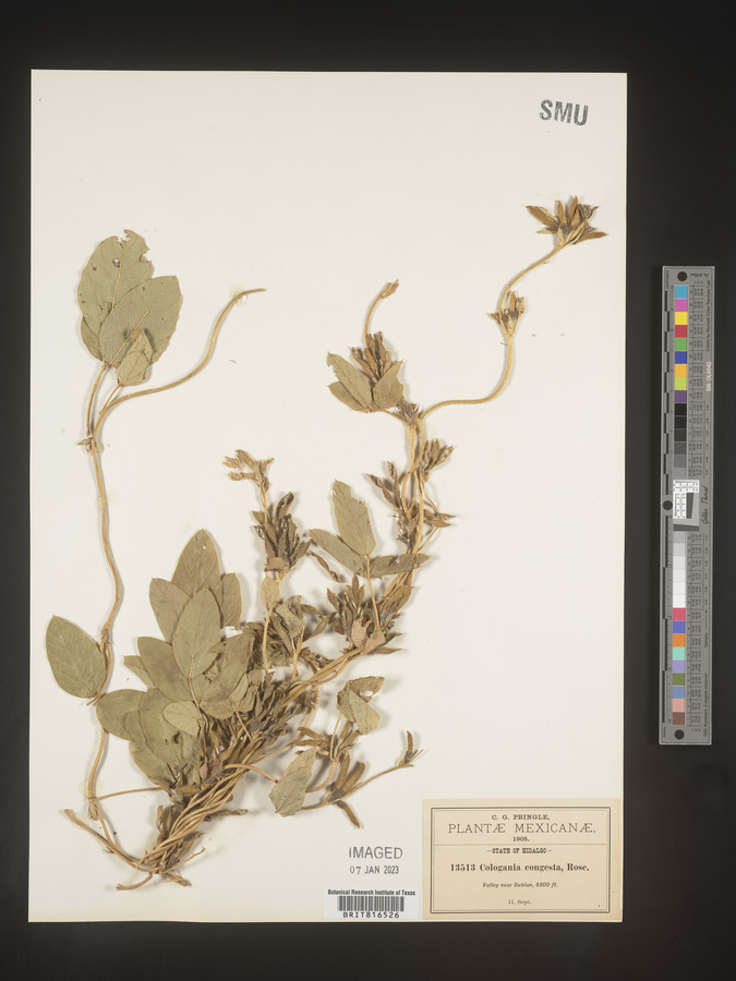 Cologania congesta image