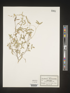 Cologania intermedia image