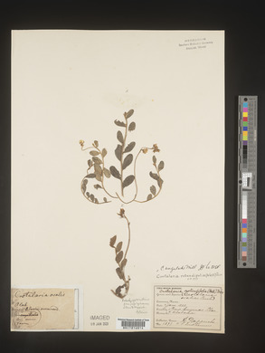 Crotalaria rotundifolia image